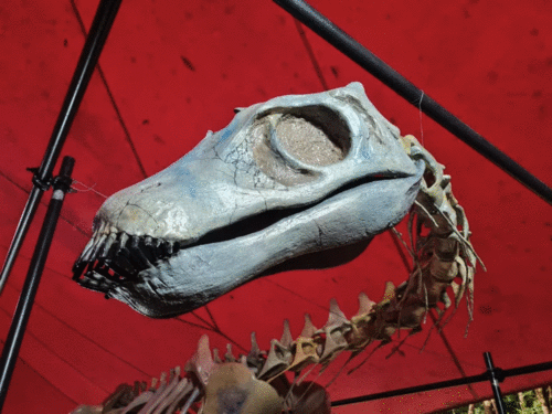 FÓSSEIS INÉDITOS e reprodução do MAIOR crocodiliano do mundo no Museu da Amazônia (MUSA)